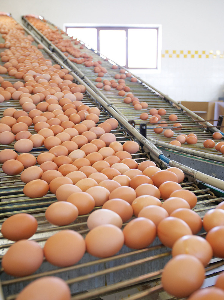 Egg Grading Machine  Egg Processing Machines Supplier